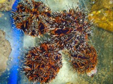 MORSKI JEZ Mespillia globolus sea urchin red