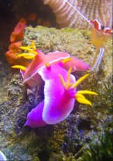 MORSKI POLZ Chromodoris bullocki  Vietnam