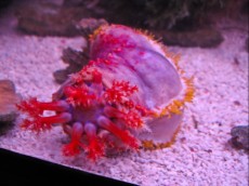 MORSKO JABOLKO Pseudocolochirus violaceus sea apple