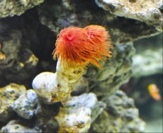 TUBE WORM Protula Bispiralis