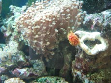 TUBE WORM Protula Bispiralis ORANGE