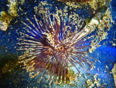 TUBE WORM Sabella brown