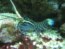 blue lobster - panulirus versicolor