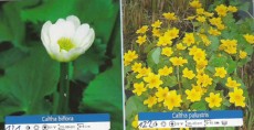 Caltha Palustris - Vodna Kaluznica