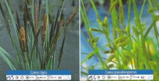 Carex Nigra in Pseudocyperus Carex Nigra in Pseudocyperus
