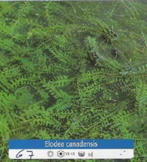 Elodea Canadensis Elodea Canadensis