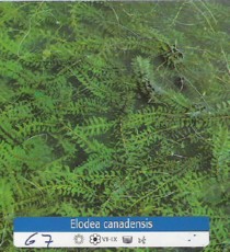 Elodea Canadensis