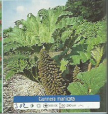 Gunnera manicata