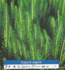 Hippuris Vulgaris Hippuris Vulgaris