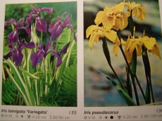 Iris Iris