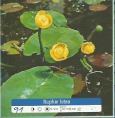 Nuphar lutea