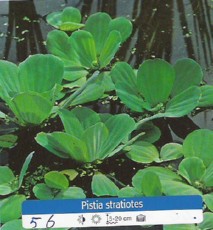 Plavajoca rastlina - Pistia Stratiotes Plavajoca rastlina - Pistia Stratiotes