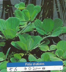 Plavajoca rastlina - Pistia Stratiotes