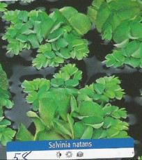 Salvinia Natans Salvinia Natans