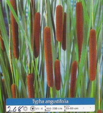 Typha Angustifolia