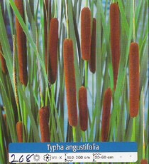 Typha Angustifolia Typha Angustifolia