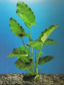 akvarijska rastlina - ANUBIA