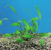 akvarijska rastlina - CRYPTOCORYNE BECKETTII