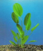akvarijska rastlina - ECHINODORUS CORDIFOLIUS