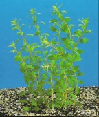 akvarijska rastlina - LUDWIGIA ARCUATA