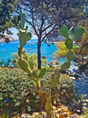 Anthony Quinn bay plaza