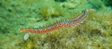 Hermodice carunculata Hermodice carunculata