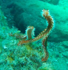 fireworms fireworms