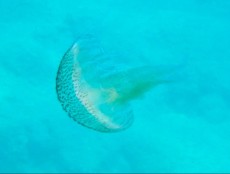 meduza meduza