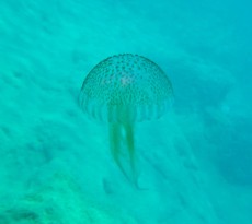 meduza Grcija meduza Grcija