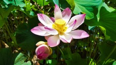 Pamplemousses Lotus