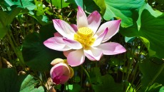 Pamplemousses Lotus Pamplemousses Lotus