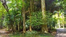 Pamplemousses nature Pamplemousses nature