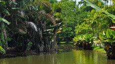 Pamplemousses park Pamplemousses park