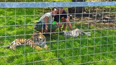 baby tiger baby tiger