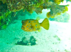 box fish box fish