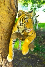 tiger tiger
