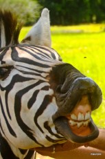 zebra zebra