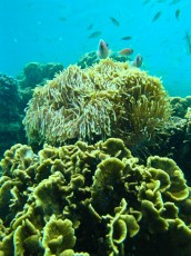 anemone anemone