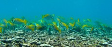 fish Thailand fish Thailand
