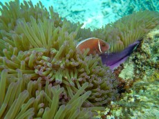 nemo nemo