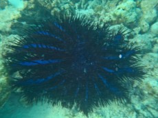 Acanthaster planci Acanthaster planci