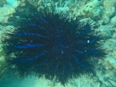 Acanthaster planci