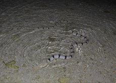 Myrichthys colubrinus - morska kaca Myrichthys colubrinus - morska kaca