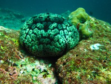 Toxopneustes pileolus Toxopneustes pileolus
