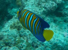 diacanthus diacanthus