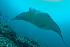 manta1 manta1