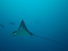 manta