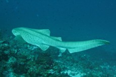 morski pes Maldivi morski pes Maldivi