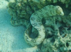 murena Maldivi murena Maldivi