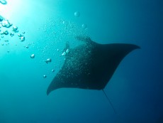 ogromna manta ogromna manta
